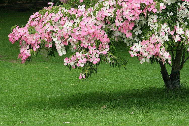 Summer tree in Alby Gardens